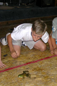 the frog races